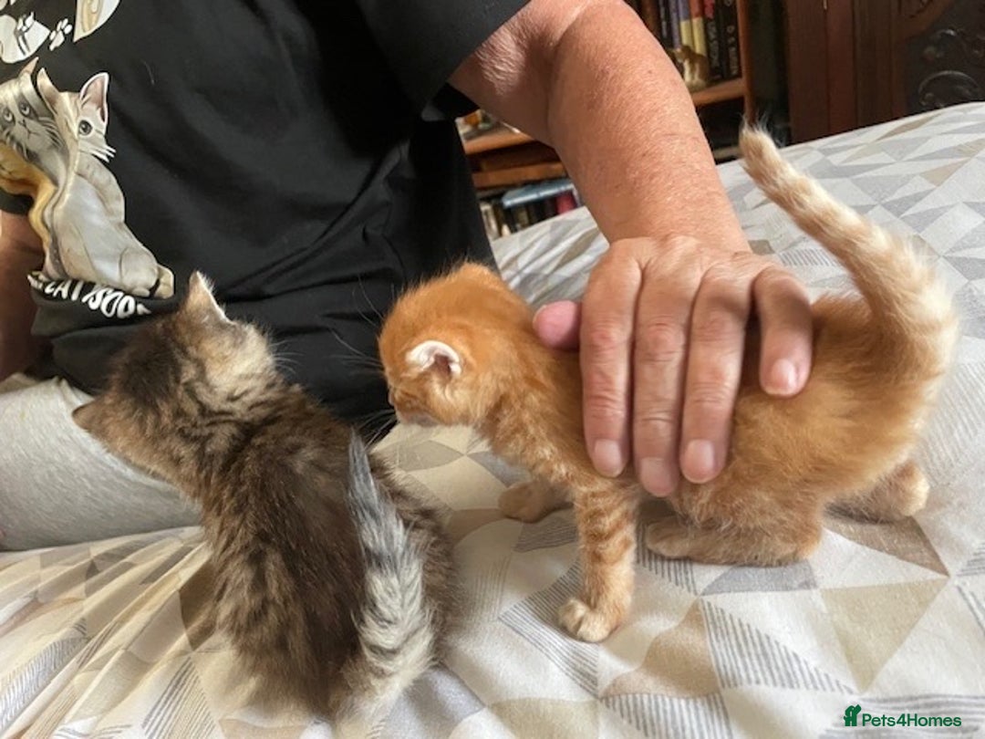 Mixed Breed cats for sale:  Fluffy Ginger Boy & Fluffy Tabby Girl Kitten - Image 7