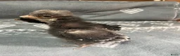 Chickens poultry for sale: Polish bantam chicks - Advert 7