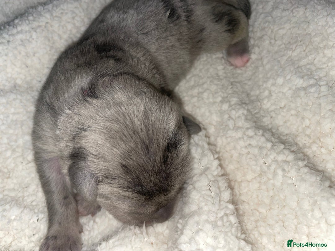 Cane Corso dogs for sale: Harlequin cane corso x pedigree cane corso puppies - Advert 7