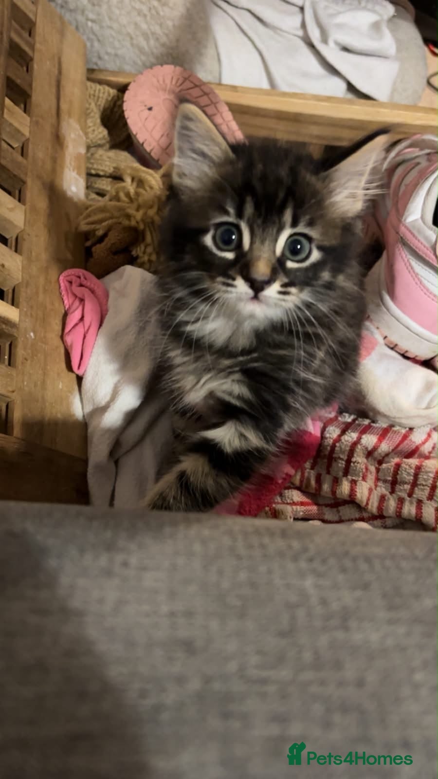 Mixed Breed cats 5 Gorgeous Kittens – Fluffy –  - Advert 9