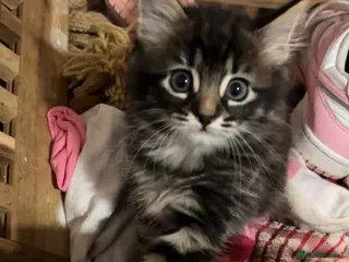 Mixed Breed cats 5 Gorgeous Kittens – Fluffy – - Advert 9