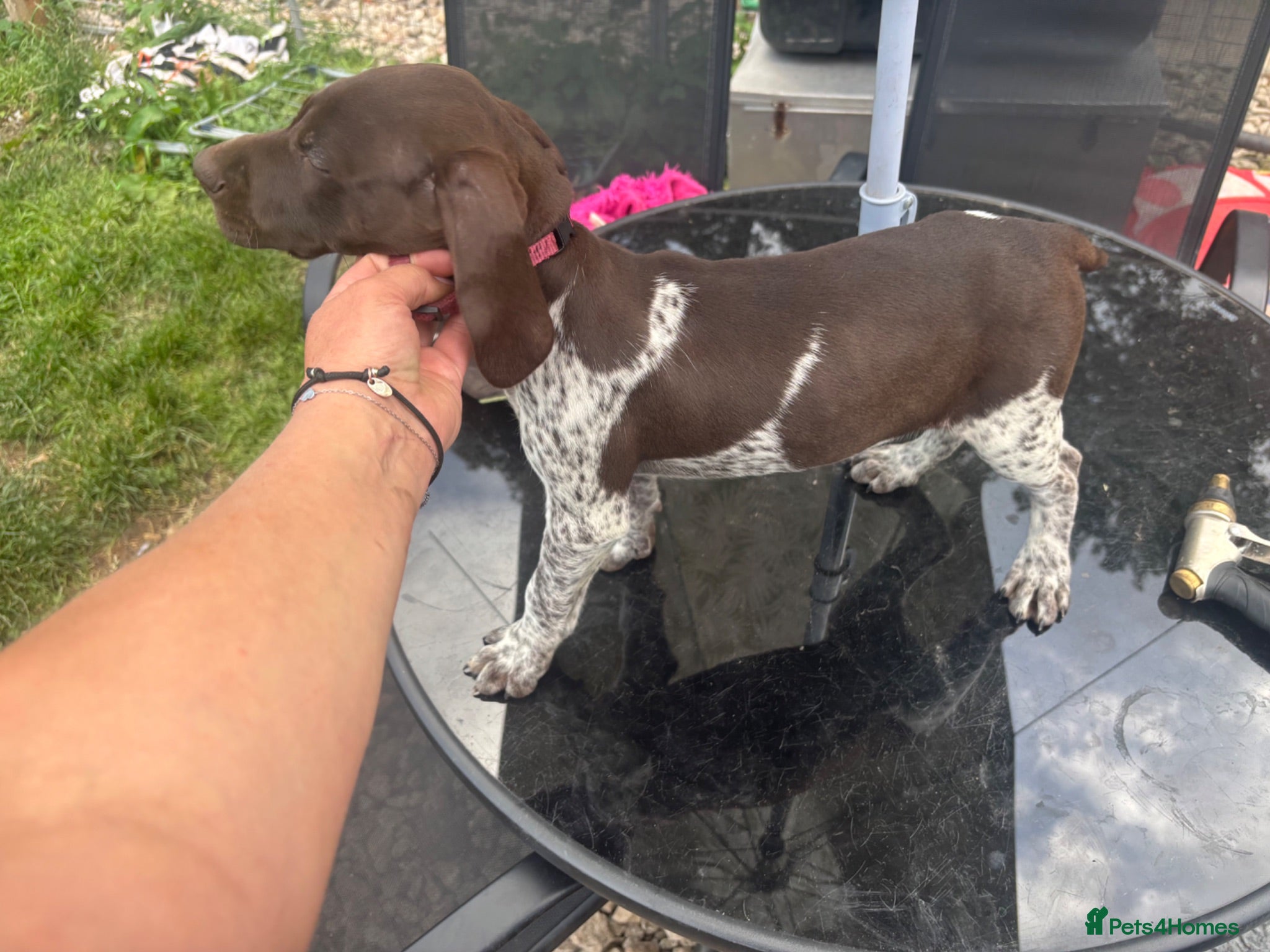 German Shorthaired Pointer dogs Working German Short haired pointers  - Advert 1