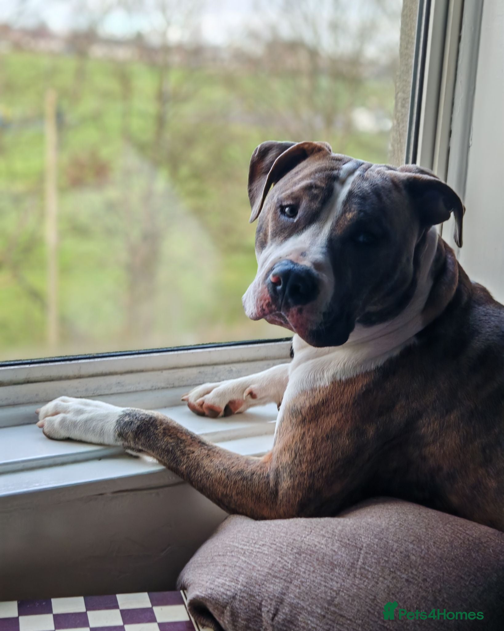 Mixed Breed dogs American Staffordshire Terrier x Staff Bull Terr. - Advert 2