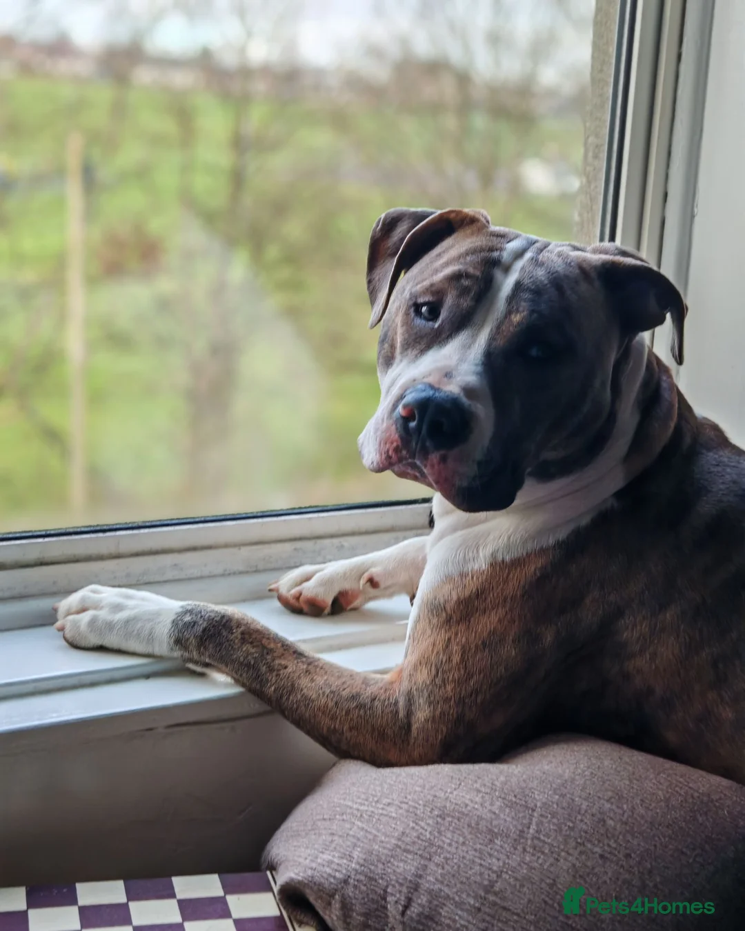 Mixed Breed dogs for stud: American Staffordshire Terrier x Staff Bull Terr. - Advert 1