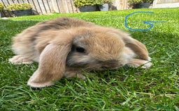 Mini Lop rabbits for sale: Mini Lop Rabbits For Sale  - Image 4