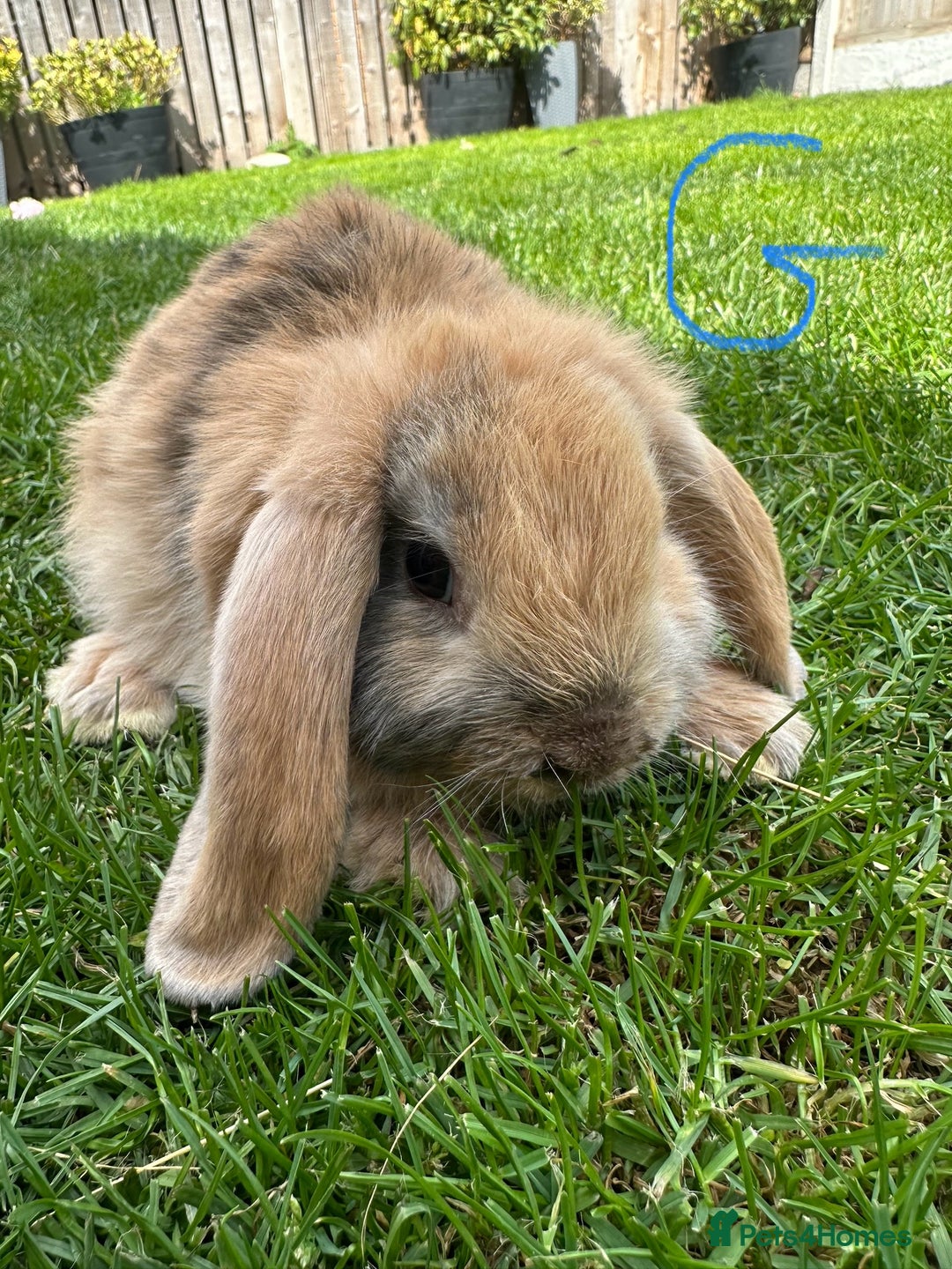 Mini Lop rabbits for sale: Mini Lop Rabbits For Sale  - Image 4
