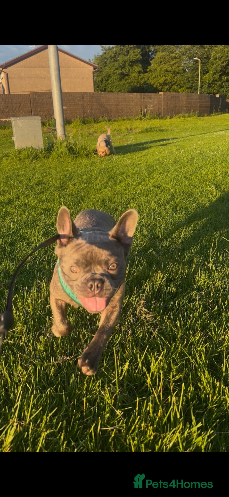 French Bulldog dogs French bulldog looking for his forever home - Advert 1