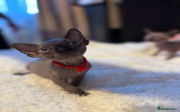 Sphynx cats for sale: 6 adorable sphinx kittens for sale  - Image 4