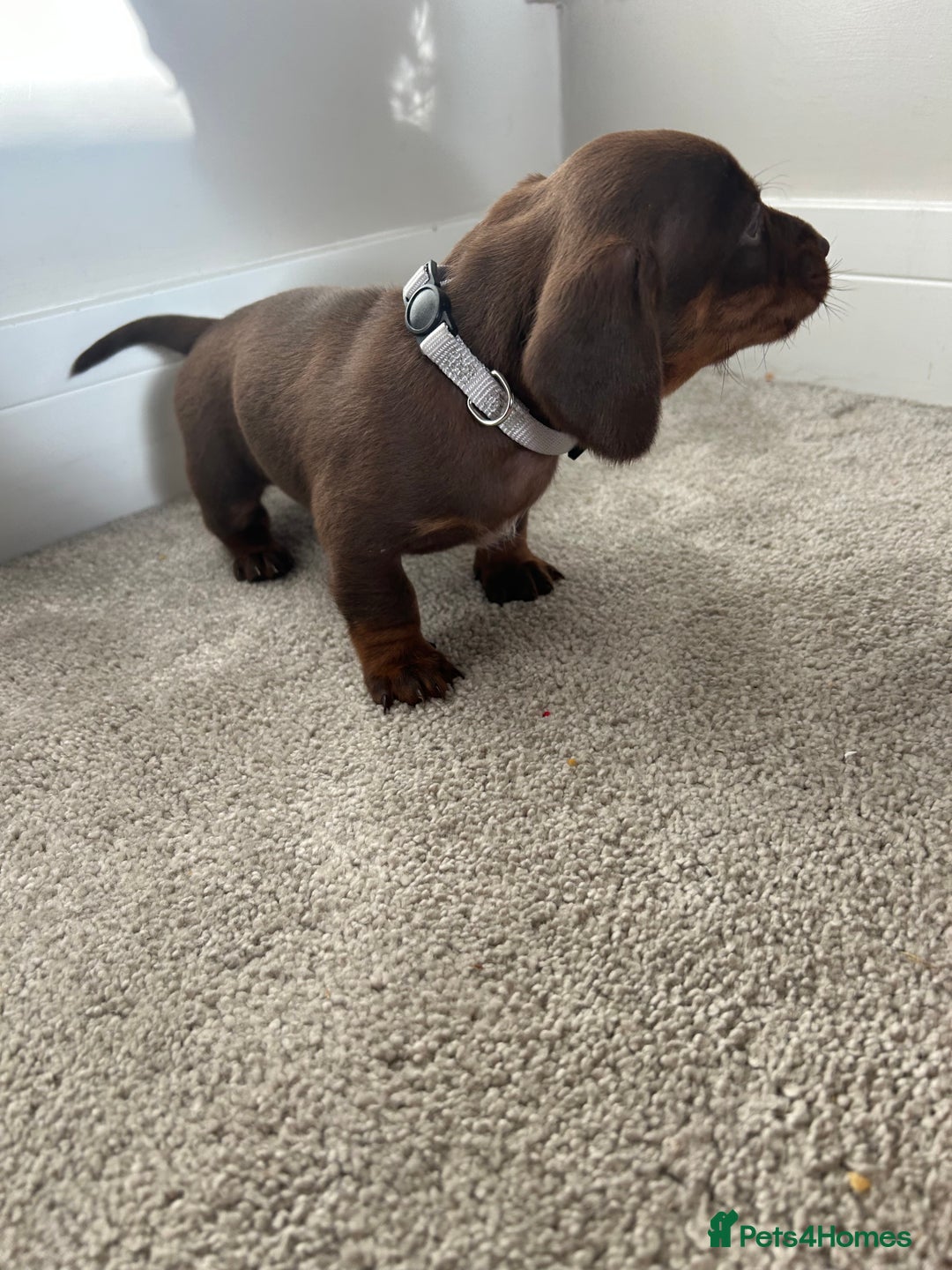 Miniature Dachshund dogs for sale: Miniature Dachshund babies  - Advert 18