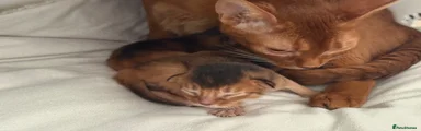 Abyssinian Kitten 2