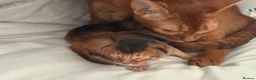 Abyssinian cats for sale: Pure breed Abyssinian kitten GCCF registered  - Advert 2