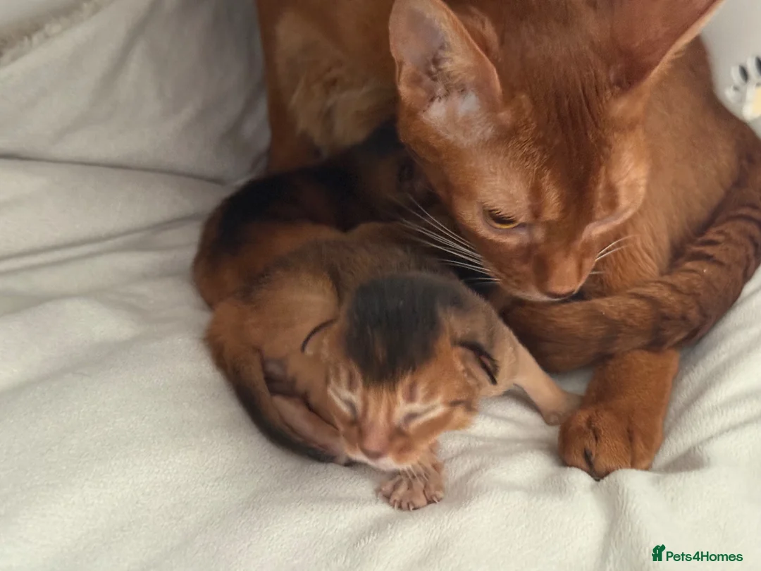 Abyssinian cats for sale: Pure breed Abyssinian kitten GCCF registered  - Advert 2