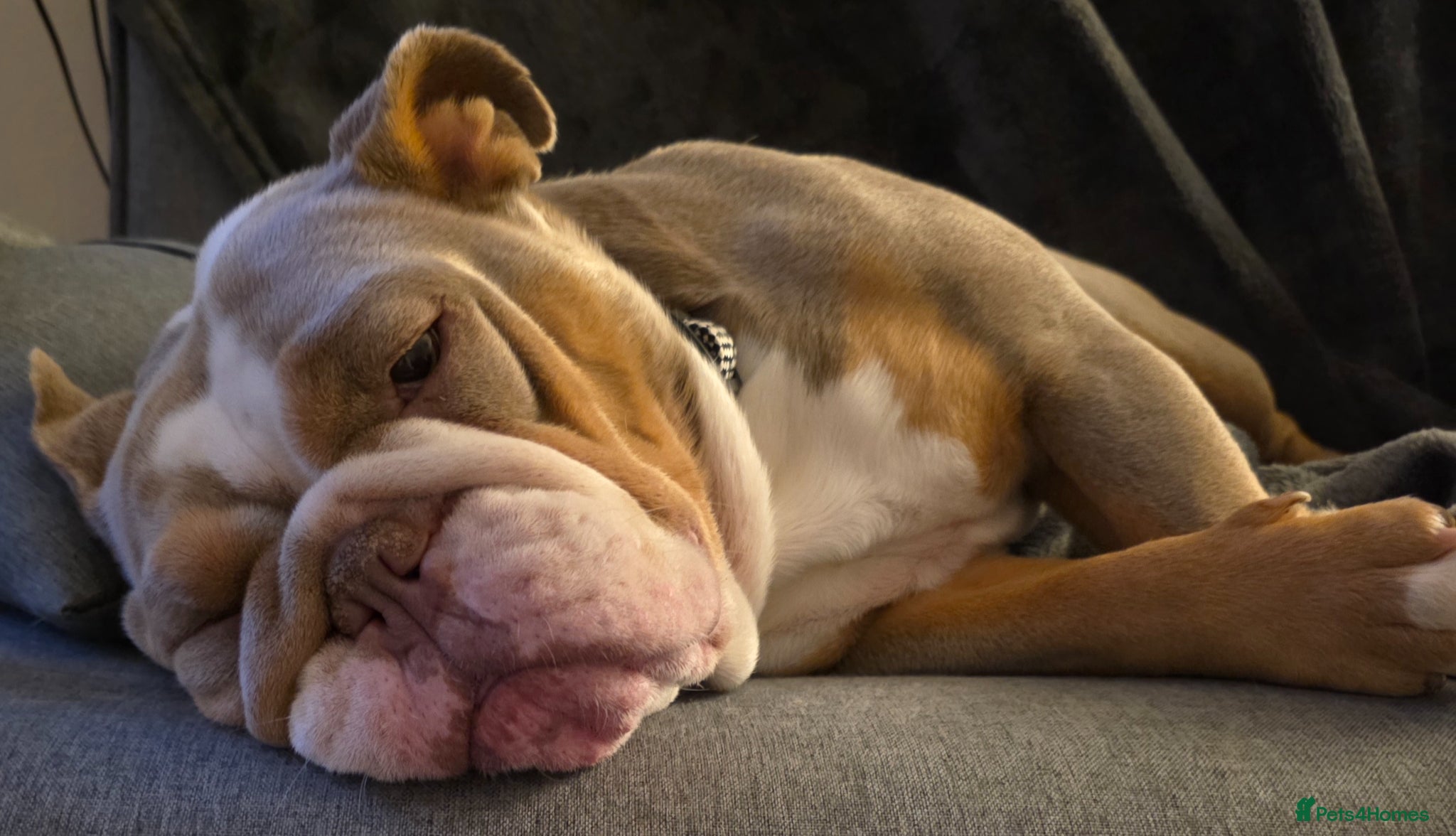 English Bulldog dogs Rehoming - Advert 1