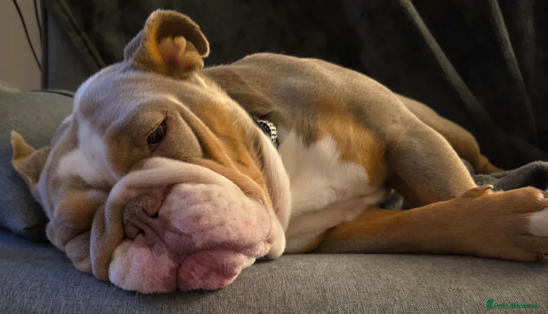 English Bulldog dogs for sale: Rehoming - Advert 1