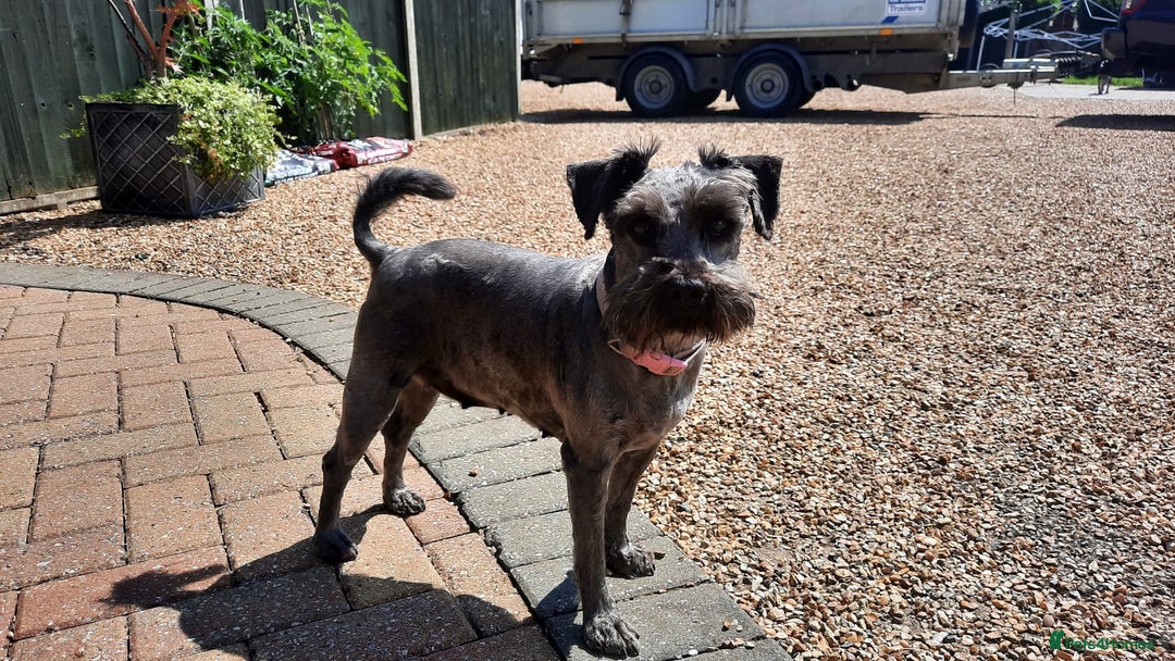 Schnoodle dogs for sale: F1 schnoodle puppies  - Advert 5