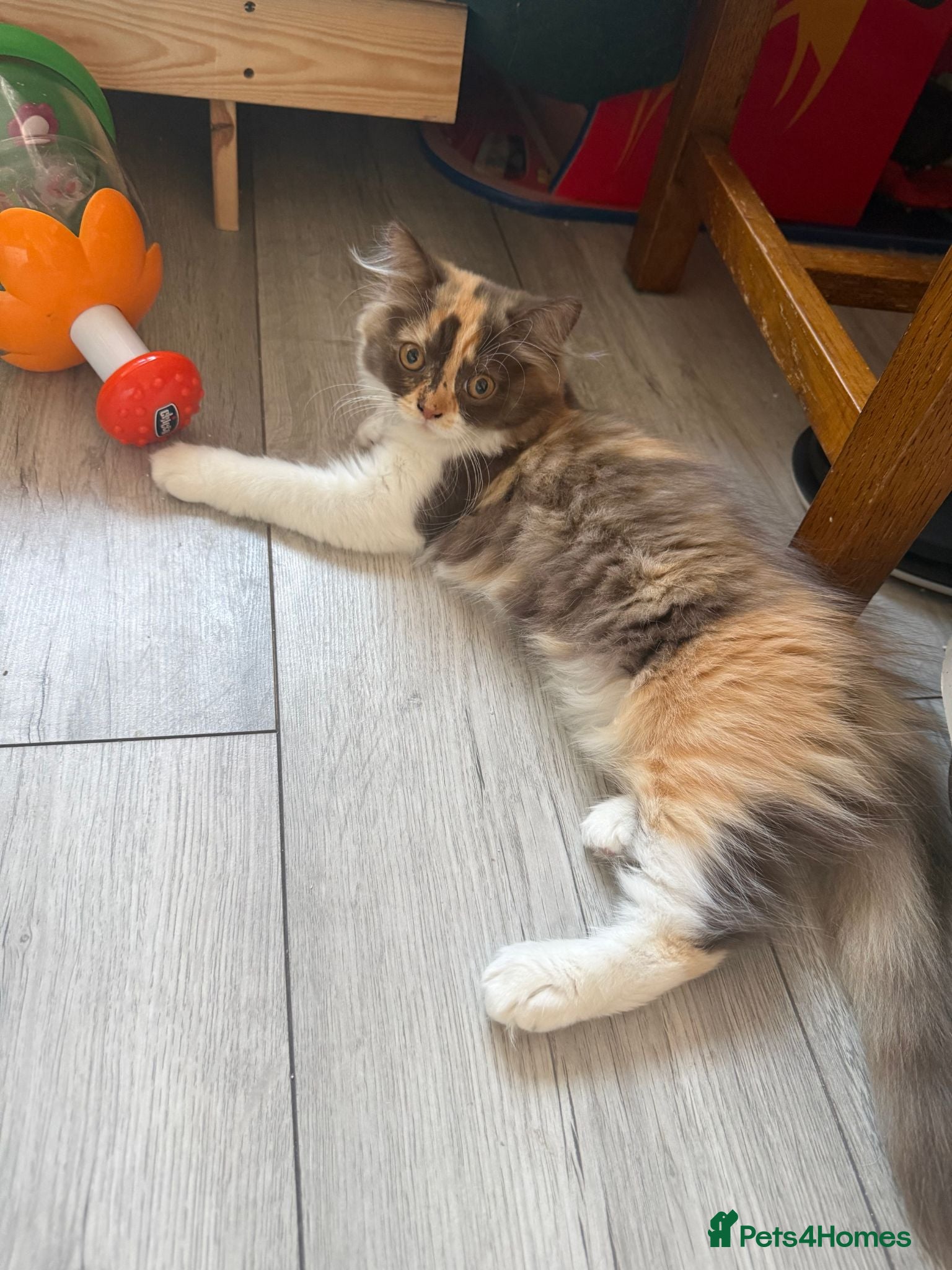 British Longhair cats Pedigree British Longhair chocolate tortie TICA - Advert 2