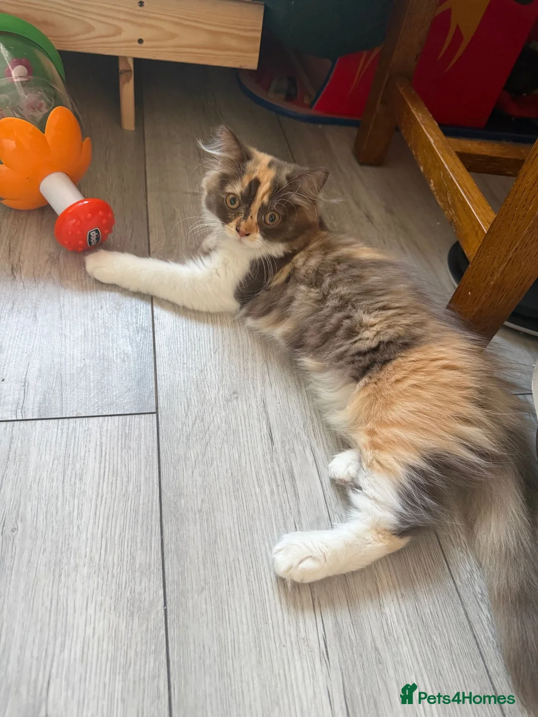 British Longhair cats for sale: Pedigree British Longhair chocolate tortie TICA - Advert 2