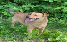 Mixed Breed dogs for adoption: 💖🐶 RAHDA 🐶💖 - Image 13
