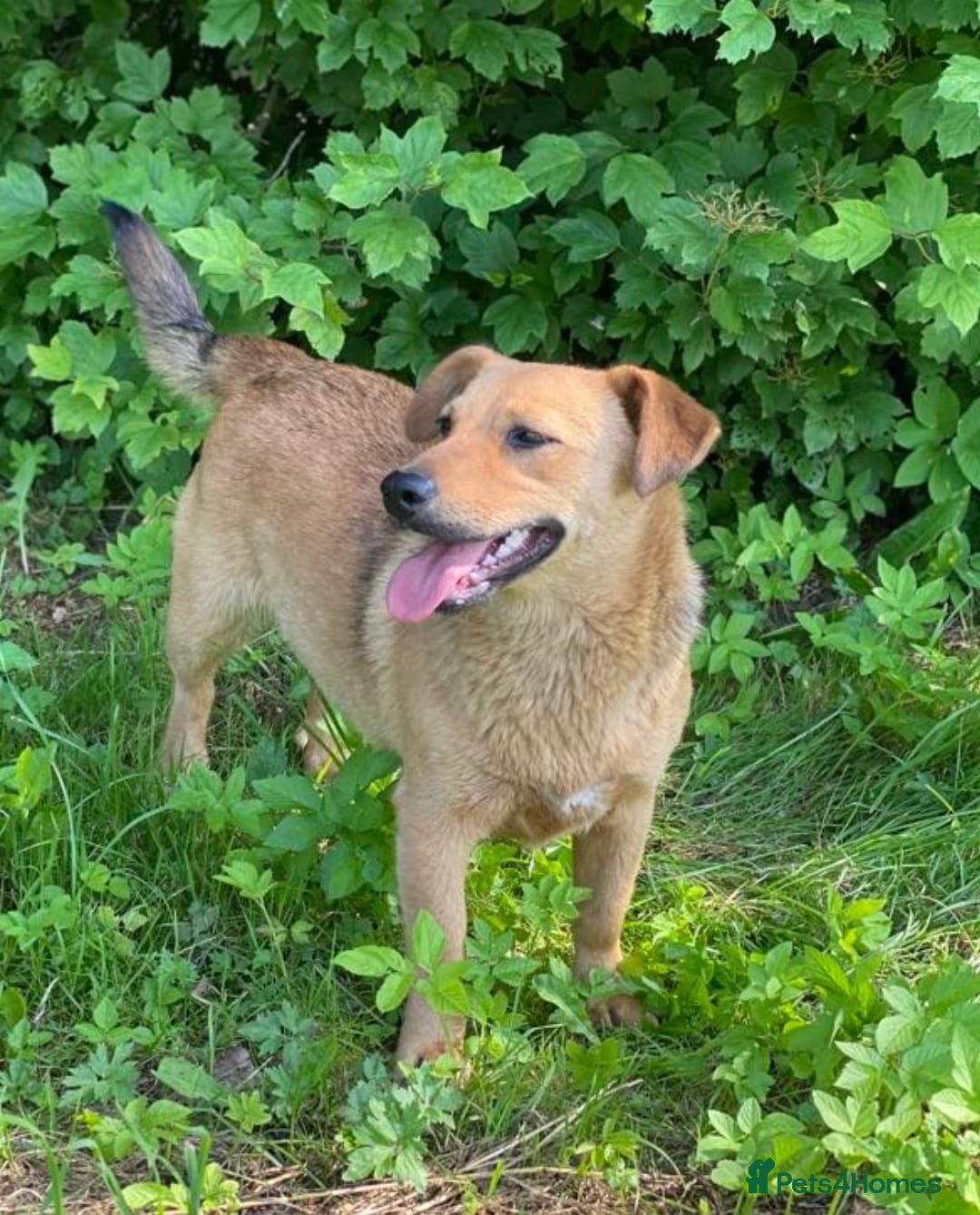 Mixed Breed dogs for adoption: 💖🐶 RAHDA 🐶💖 - Image 13