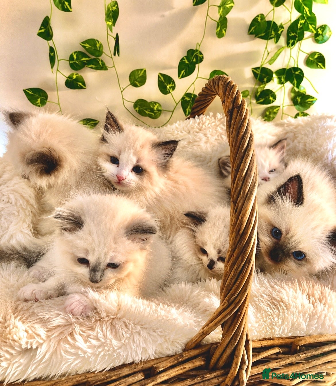 Ragdoll cats 💎 Stunning pedigree unique colour kittens   ✨💎 - Advert 3