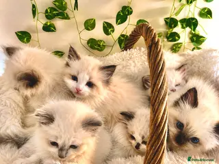 Ragdoll cats 💎 Stunning pedigree unique colour kittens ✨💎 - Advert 3