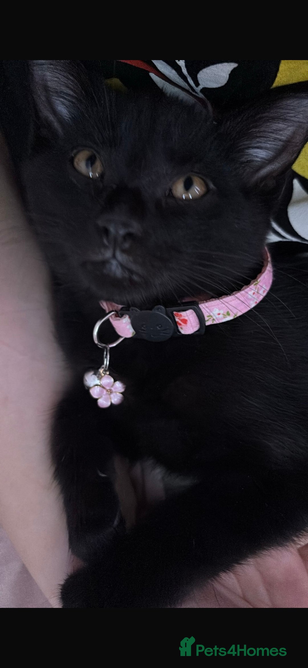 Bombay cats for sale: Free Kitten - Advert 2