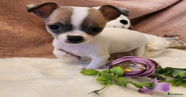 Chihuahua dogs - Advert 13