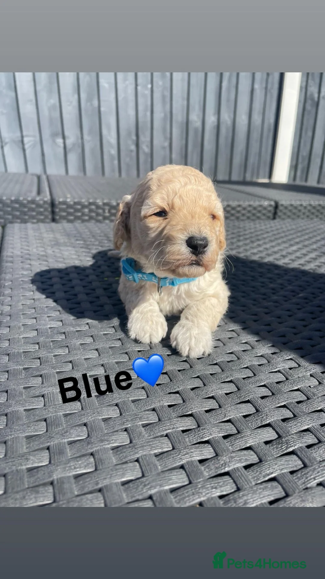 Mini Goldendoodle dogs for sale: ***Mini goldendoodles for sale*** - Advert 11