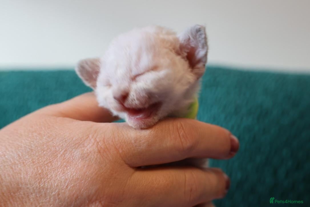 Devon Rex cats Devon rex kittens FIFE registered/spayed - Advert 1