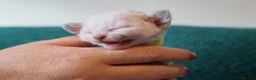 Devon Rex cats for sale: Devon rex kittens FIFE registered/spayed in Rainham - Advert 11