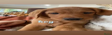 Labrador Retriever 1