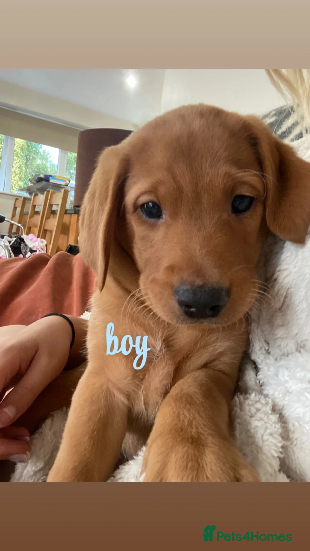 Labrador Retriever dogs for sale: Fox Red Labradors - Advert 29