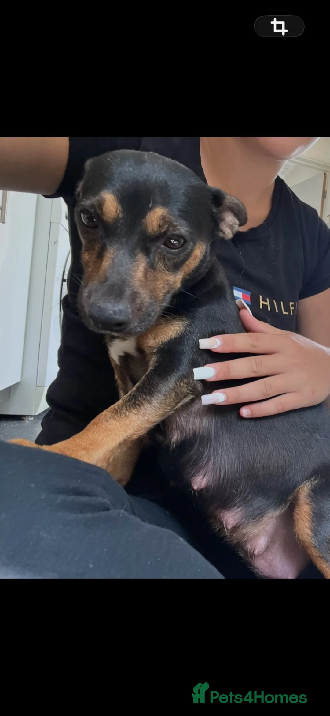 Mixed Breed dogs for sale: Adorable Jack-A-Pom Boy-Ready for His Forever Home - Advert 6