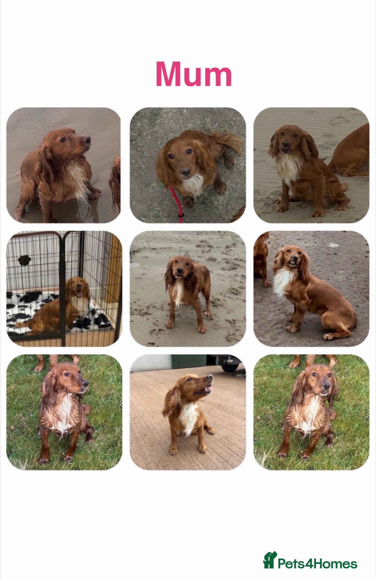 Cocker Spaniel dogs 6 stunning working cocker spaniels  - Advert 2
