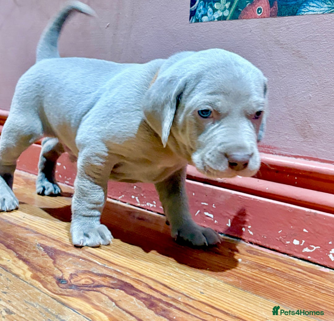 Weimaraner dogs for sale: Weimaraner pups  - Advert 2