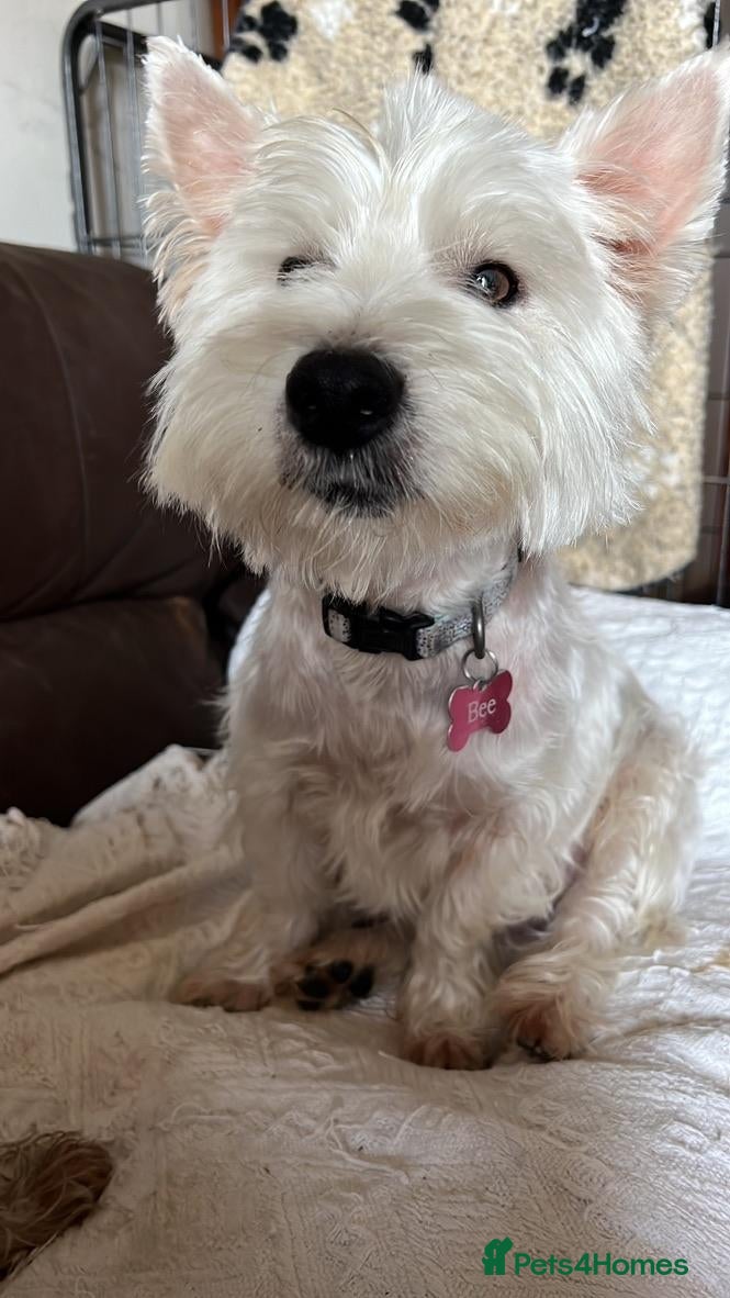 West Highland Terrier dogs for sale: Westie puppies - Advert 2