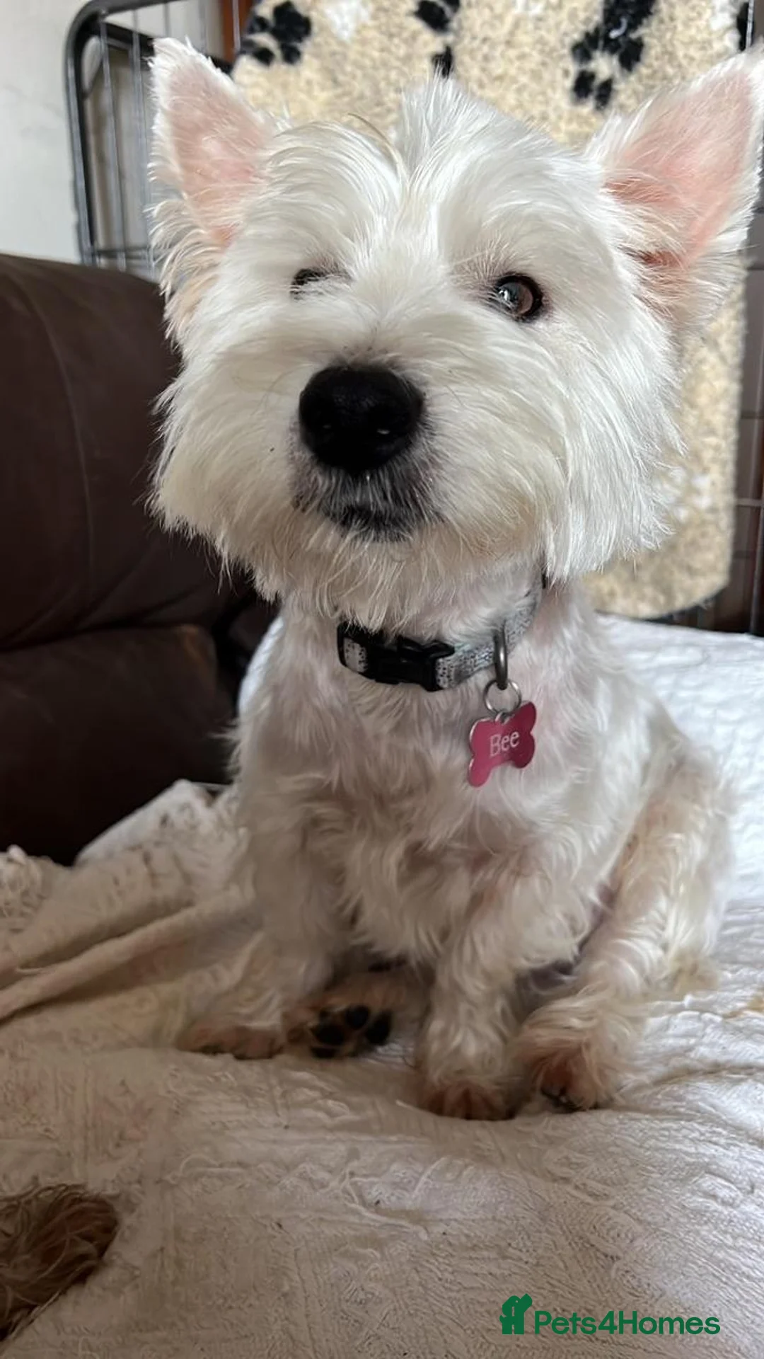 West Highland Terrier dogs for sale: Westie puppies - Advert 2