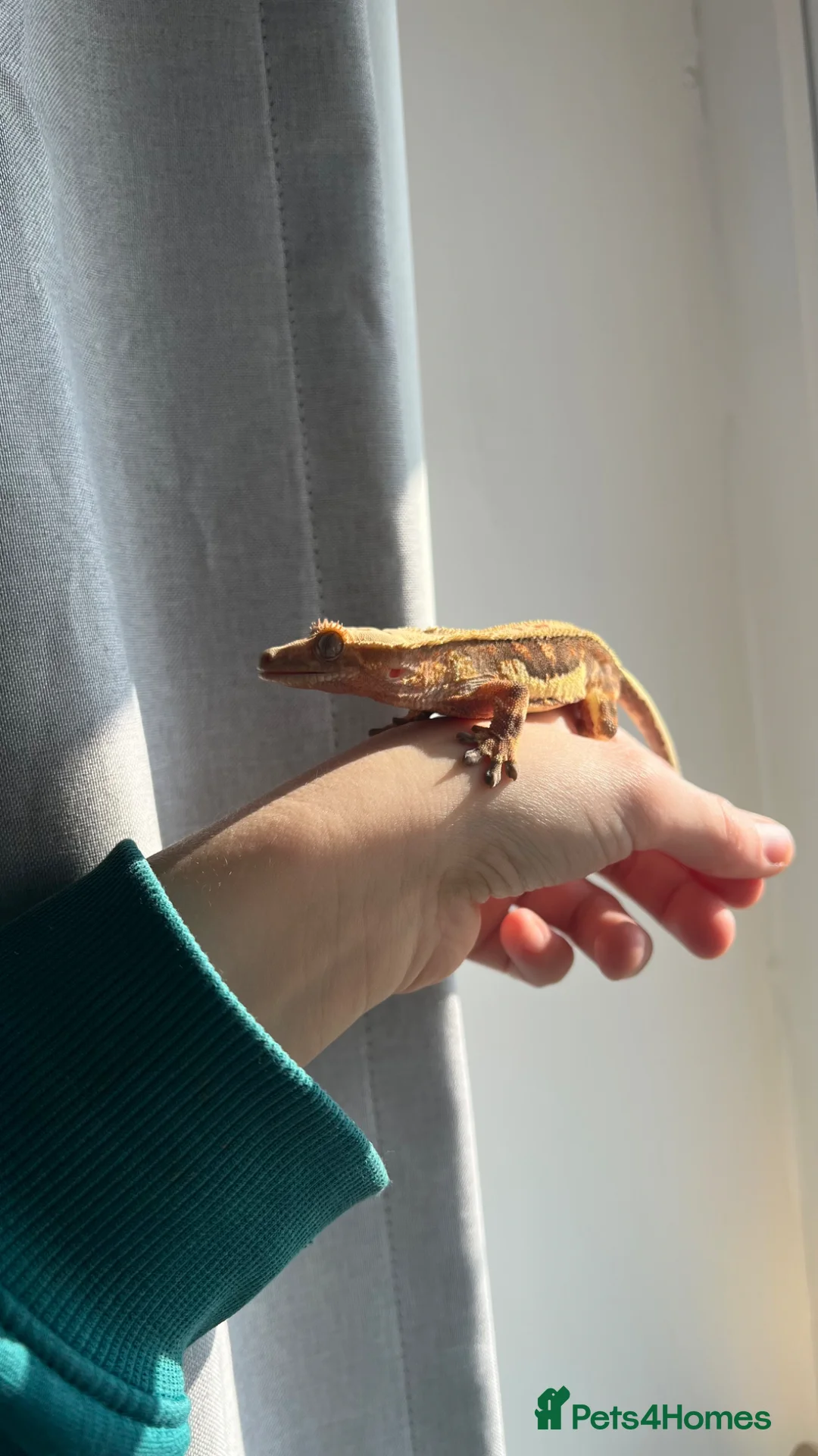 Gecko reptiles for sale: Crested geckos  - Advert 6