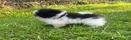 Pomeranian dogs for sale: Ready now small pomeranian puppies vaccinated in Mablethorpe - Advert 6