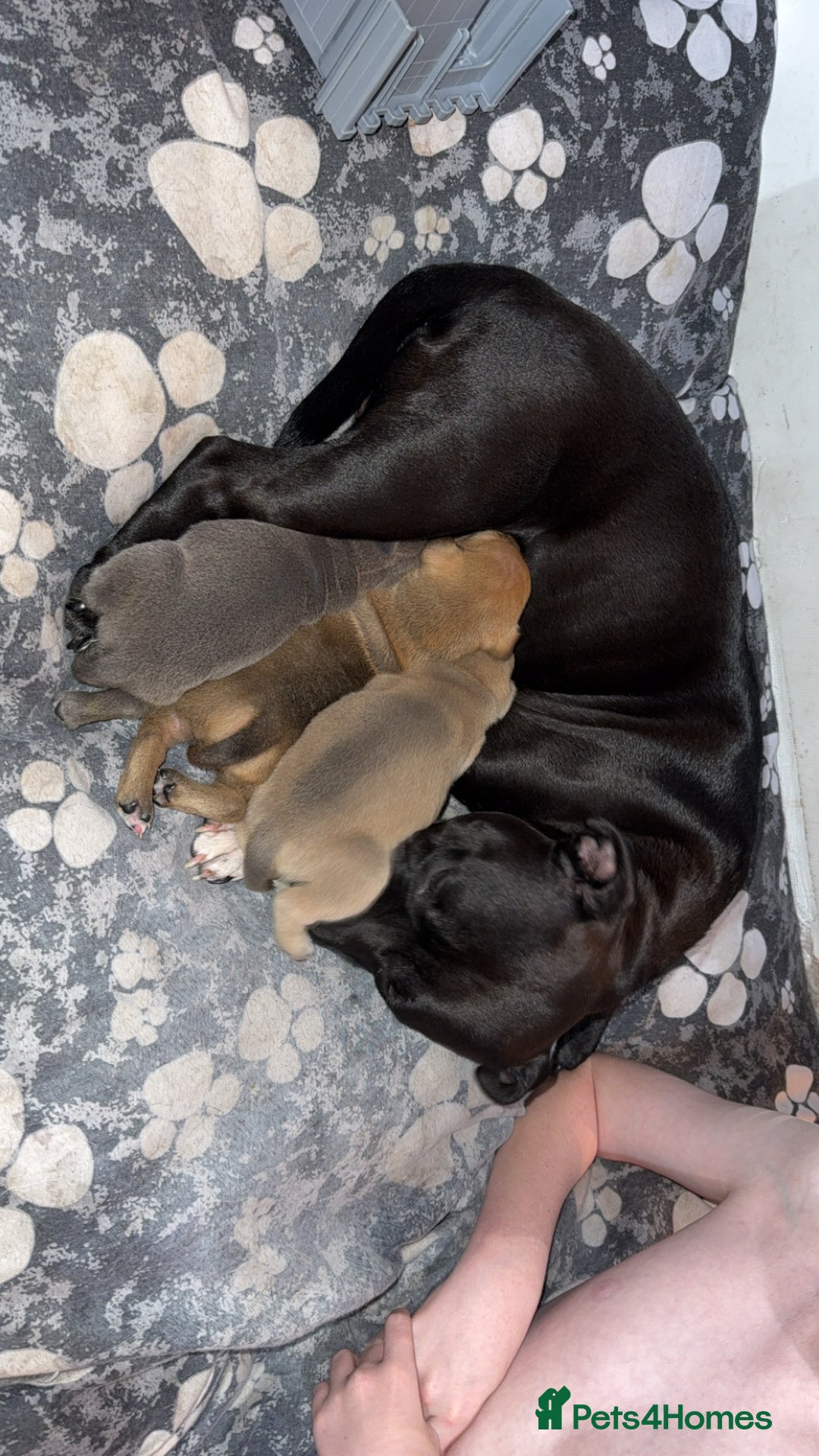 Staffordshire Bull Terrier dogs for sale: Staffordshire Bull Terrier Puppies – Rare colours - Image 11