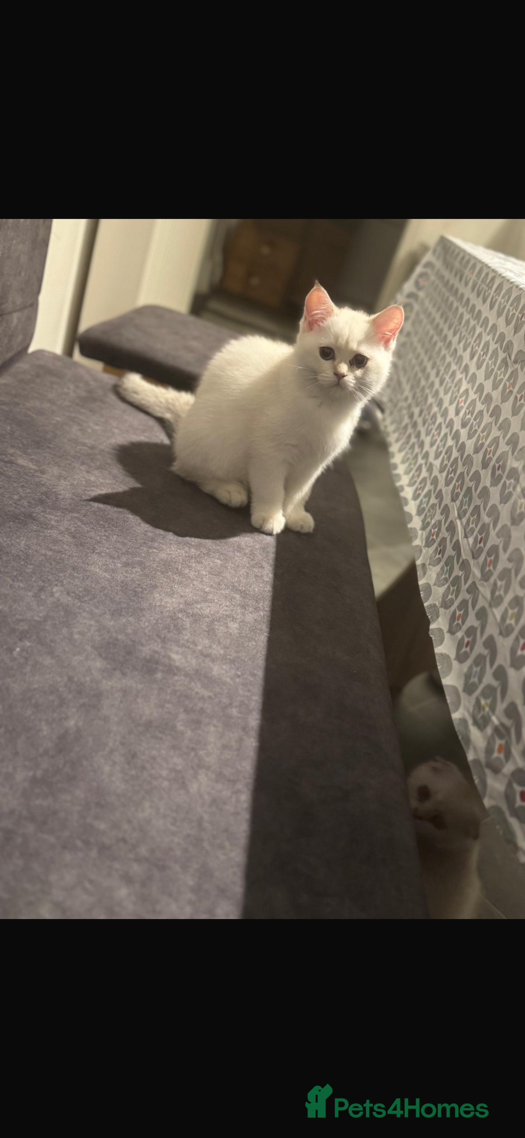 Scottish Fold cats for sale: purebred scottish kittens - Image 5