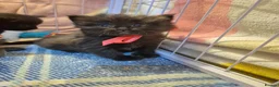 Ragdoll cats for sale: BSH Ragdoll mix in Luton - Advert 27