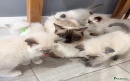 Ragdoll cats for sale: 7 Ragdoll kittens for sale - Image 11