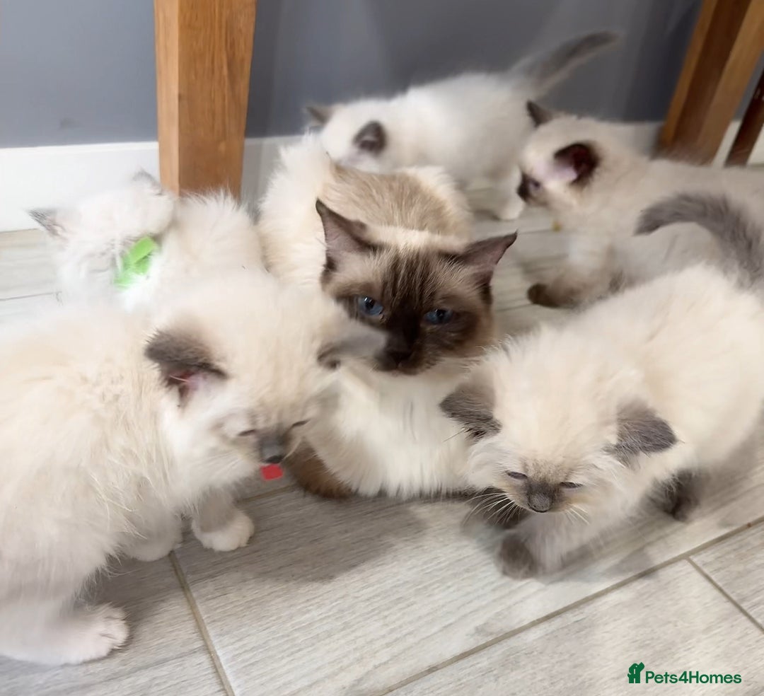 Ragdoll cats for sale: 7 Ragdoll kittens for sale - Image 11