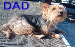 Mixed Breed dogs for sale: Yorkshire terrier x jack Russell pups ready now  - Image 7