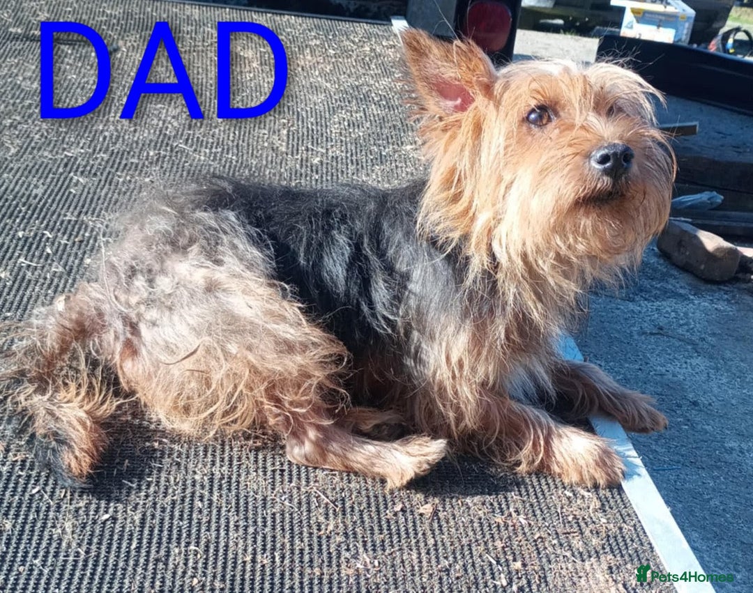 Mixed Breed dogs for sale: Yorkshire terrier x jack Russell pups ready now  - Image 7