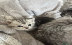 Persian cats for sale: Persian chinchillas kittens - Image 4