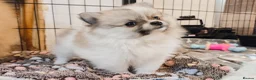 Pomeranian dogs for sale: 1 girl left - KC registered pomeranian puppies - Advert 22