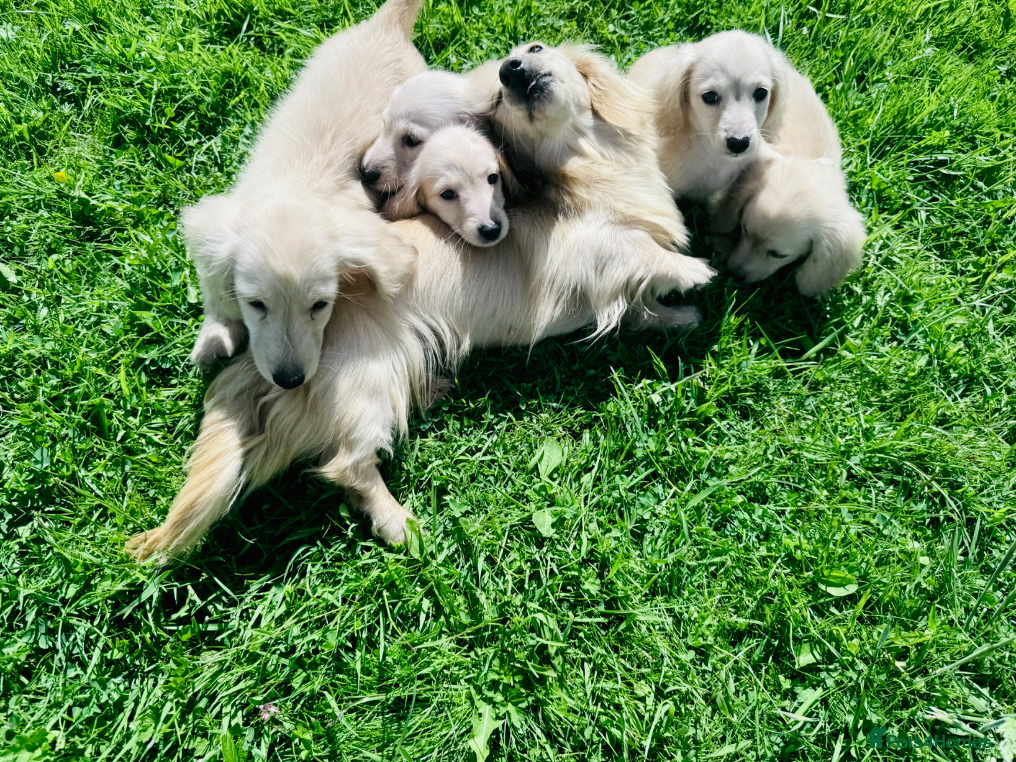 Miniature Dachshund dogs for sale: Cream/blonde long hair kc reg miniature dachshund  - Advert 1