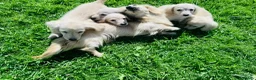 Miniature Dachshund dogs for sale: Cream/blonde long hair kc reg miniature dachshund  - Advert 1
